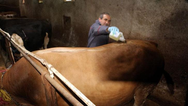 Tokat'ta şap hastalığı nedeniyle hayvan pazarları kapatıldı