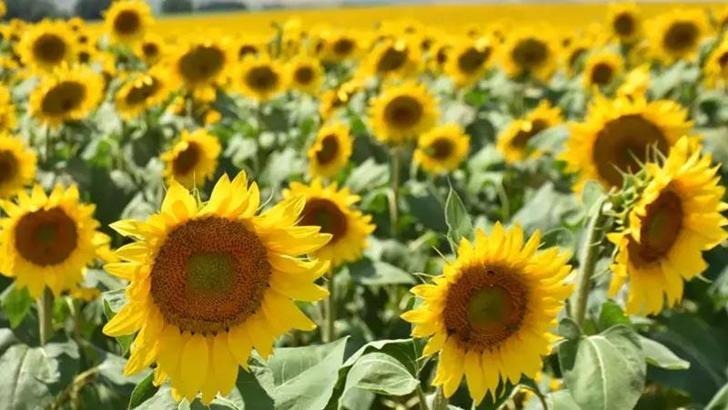 Ayçiçeği tohumu ve ham ayçiçek yağında gümrük vergisi oranları indirildi