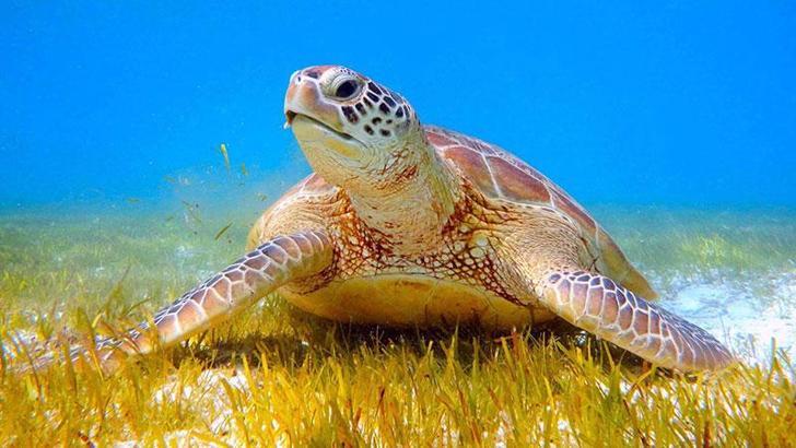 Deniz Kaplumbağaları Koruma ve İzleme Projesi raporunda 'sazlık kaybı' uyarısı