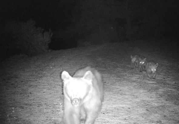Anne boz ayı, yavrularıyla görüntülendi