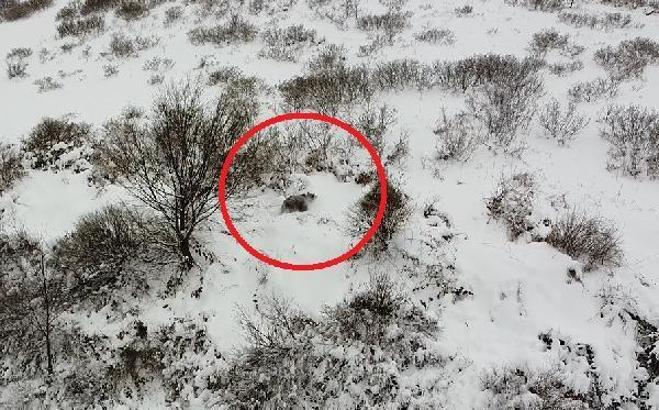 Kış uykusuna yatamayan ayı, dronla görüntülendi