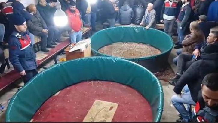 Kanatlı Hayvanları Sevenler ve Sergileyenler Derneği'nde horoz dövüşüne suçüstü