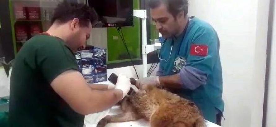 Başı plastik bidona sıkışmış, yaralı halde bulunan çakal tedaviye alındı