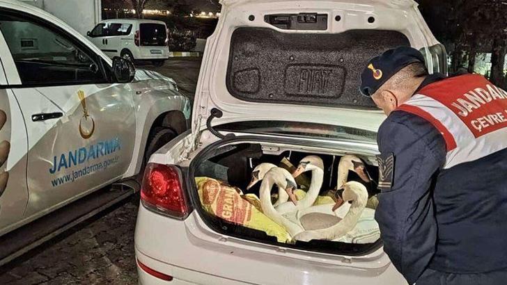 Otomobilde 6 kuğu ele geçirildi, 3 kişiye 170 bin lira ceza kesildi