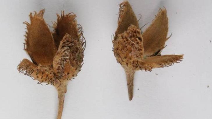 Türkiye'nin 3'üncü kayın ağacı türü, Bolu'da keşfedildi