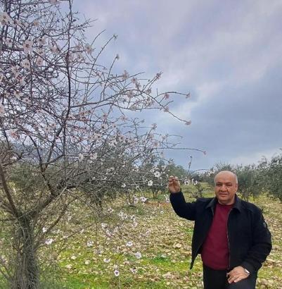 Gaziantep'te badem ağaçları çiçek açtı