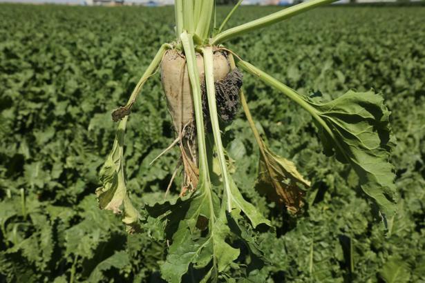 Konya Şeker'den pancar çiftçisine yaklaşık 6 milyar TL’lik ödeme