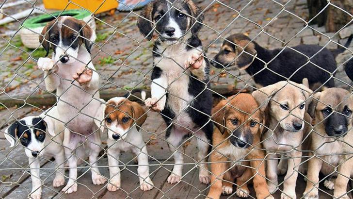 Samsun’da 2023 yılında 507 sokak hayvanı sahiplendirildi