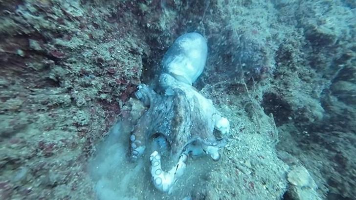 Yumurtalarını koruyan ahtapot, başka ahtapotun yemi oldu