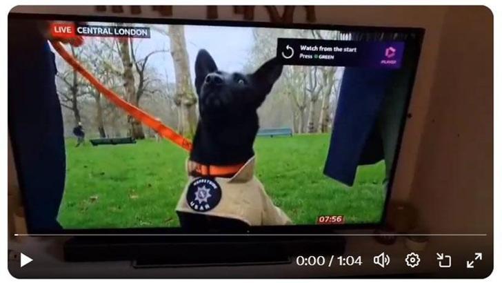 6 Şubat depremlerinde hayat kurtaran Vesper, Kahraman Köpek Ödülü’nde yarışıyor