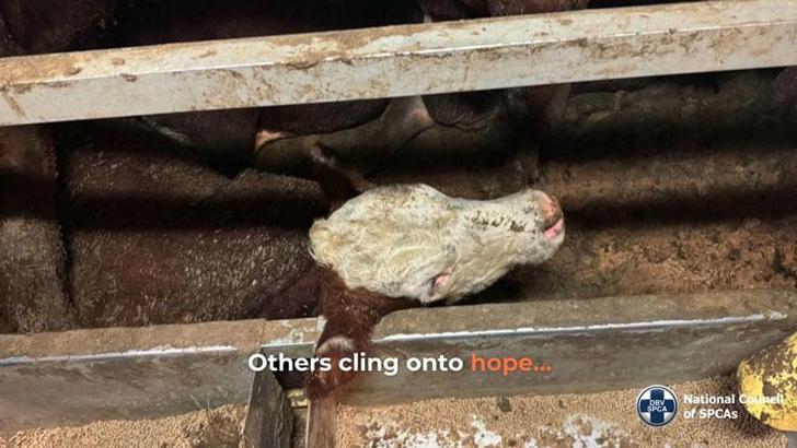 Cape Town’u kötü kokutan sığır gemisi limandan ayrıldı