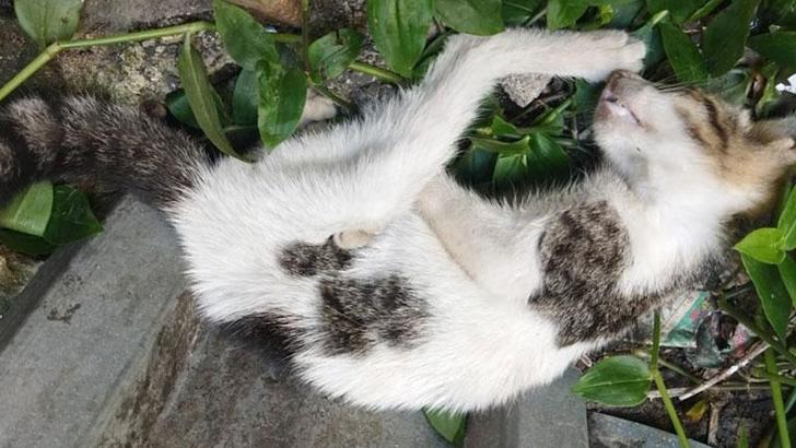 Duvara f�rlat�p �ld�rd��� kedi i�in 4 y�l hapsi istendi