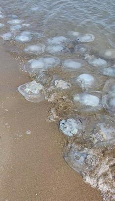 ANTALYA Yumurtalık Lagünü sahiline vuran binlerce denizanası görüntülendi
