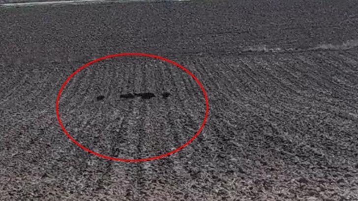 Diyarbakır'da tarlaya giren domuz sürüsü kamerada