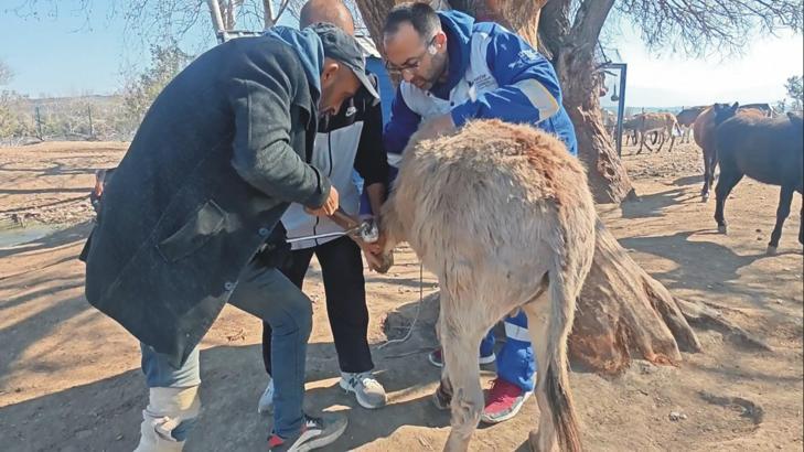 Emekli Hayvanlar Çiftliği’ndeki at ve eşeklere tırnak bakımı