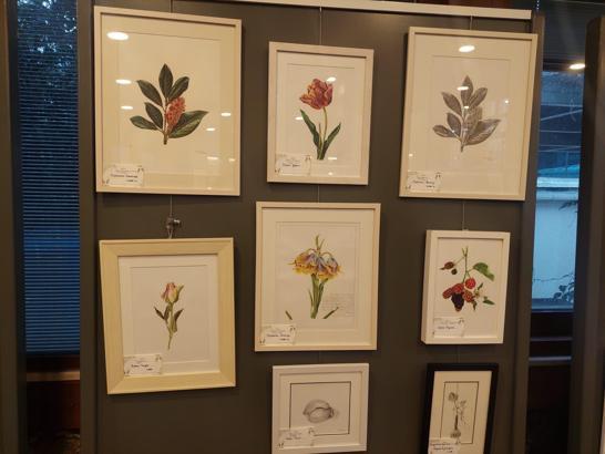 Bilimsel bitki illüstrasyon eserlerinden oluşan 'Kış Güneşi Çiçekleri' isimli sergi açıldı