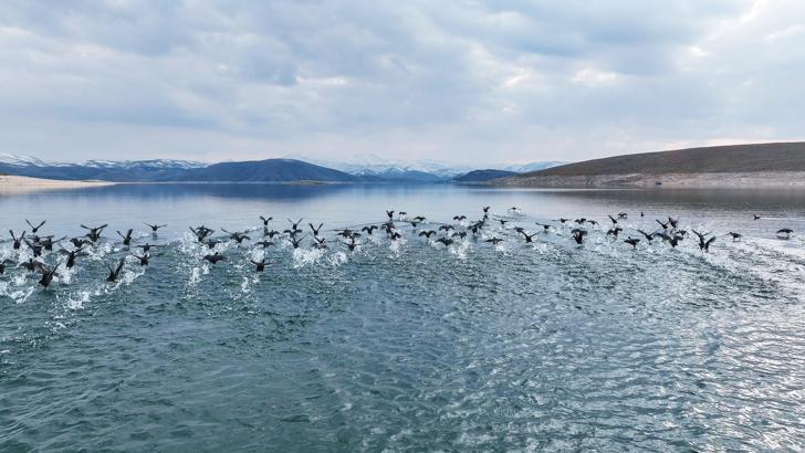 Küresel ısınma ile sayıları azalan su kuşları için Tunceli'de envanter çalışması: 11 türde 10 bin kuş var