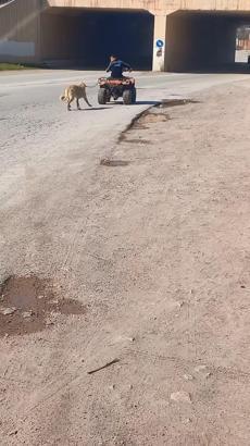 ATV'sine bağladığı köpeğini sürükledi; o anlar kamerada
