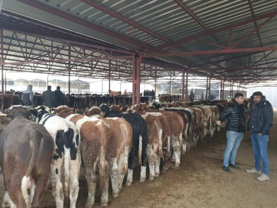 Kırşehir'de şap hastalığı nedeniyle kapatılan hayvan pazarı yeniden açıldı