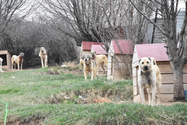 İklim değişikliği, Kangalların hormonlarını etkiledi