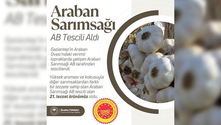 Bakan Yumaklı: Araban sarımsağı AB coğrafi işaret tescili aldı