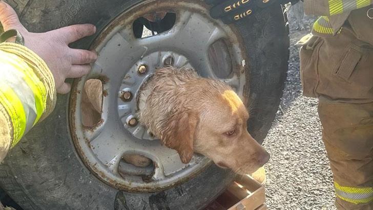 Kafasını aracın tekerlek jantına sıkıştıran köpek ekiplerce kurtarıldı