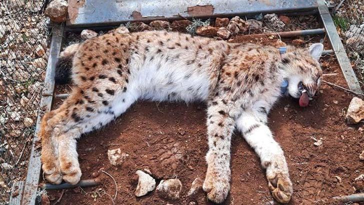 Balkan vaşağına ilk kez uydu verici takıldı