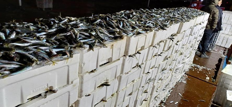 İstanbul-İstanbul'da kaçak avlanan 8 ton istavrit balığına el konuldu