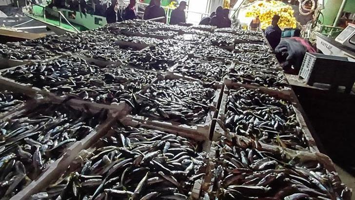 İstanbul'da kaçak avlanan 8 ton istavrit balığına el konuldu