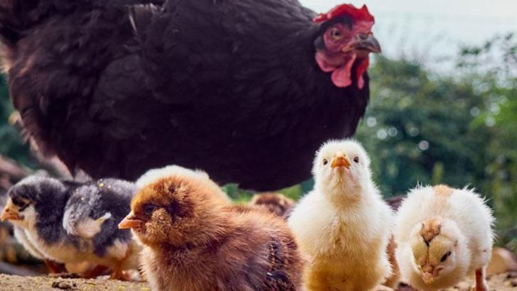 ABD’de 1 kişide kuş gribi tespit edildi