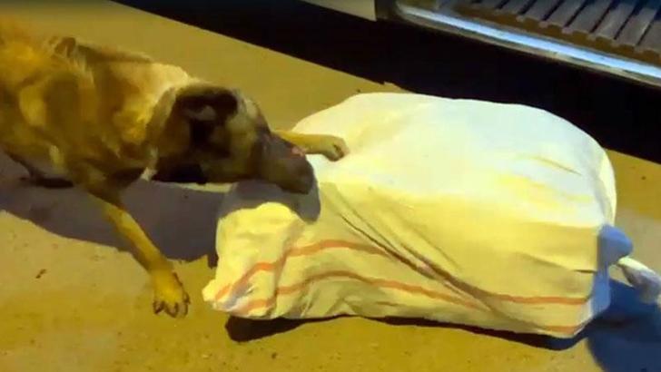 Yolcu otobüsündeki 23 kilo uyuşturucuyu Cesur buldu