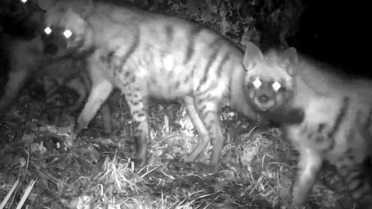 Çizgili sırtlan ailesi fotokapana yansıdı