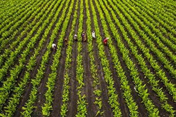 "Yapay zekayla herkes tarım yapabilecek"