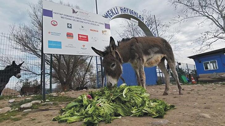 Araç arkasında sürüklenen eşek, tedavisi sonrası emekli hayvanlar çiftliğine yerleştirildi