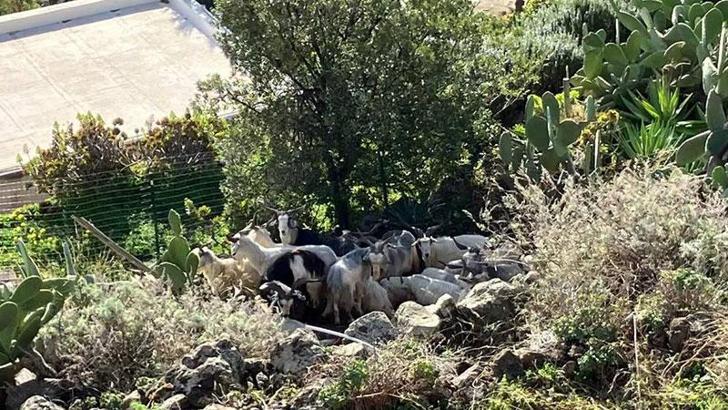 Sicilya’ya bağlı adada yaban keçileri, nüfusun 6 katı oldu