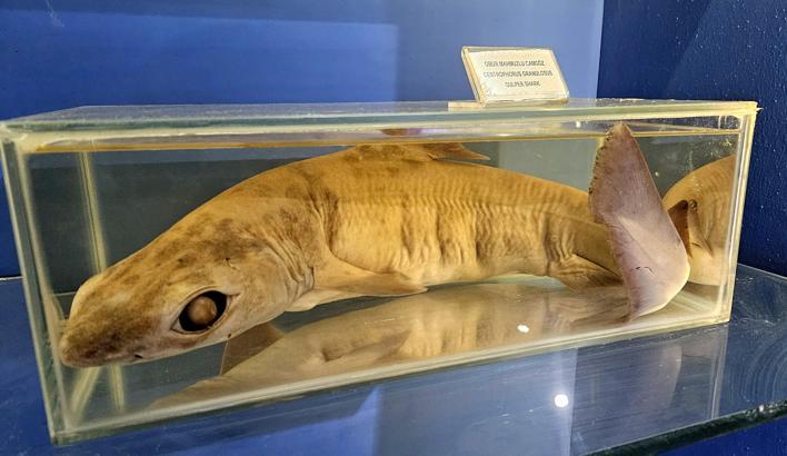 Müze değil, 'deniz ürünleri mezarlığı'