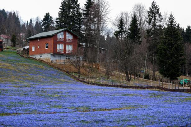 Kadıralak Yaylası’nda, ‘mavi yıldız’ zamanı; her yer mor