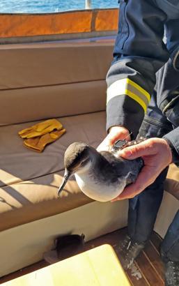 İstanbul- İstanbul Boğazı'nda 30 Yelkovan kuşuna uydu vericisi takıldı
