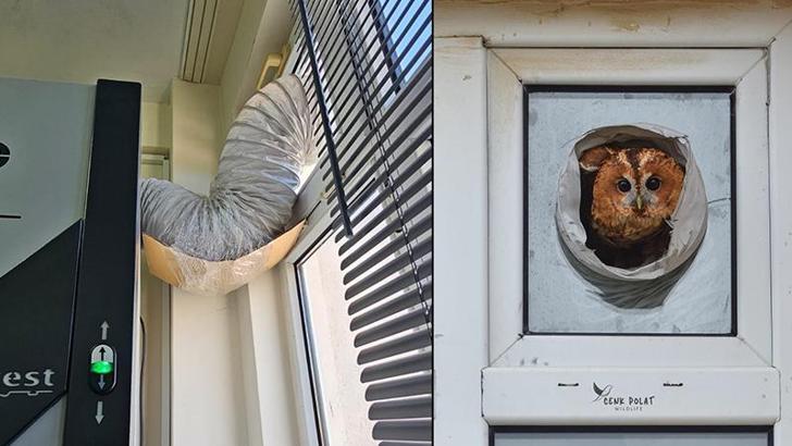 Laboratuvar bacasına yuva yapan alaca baykuş için çalışmalar durdu