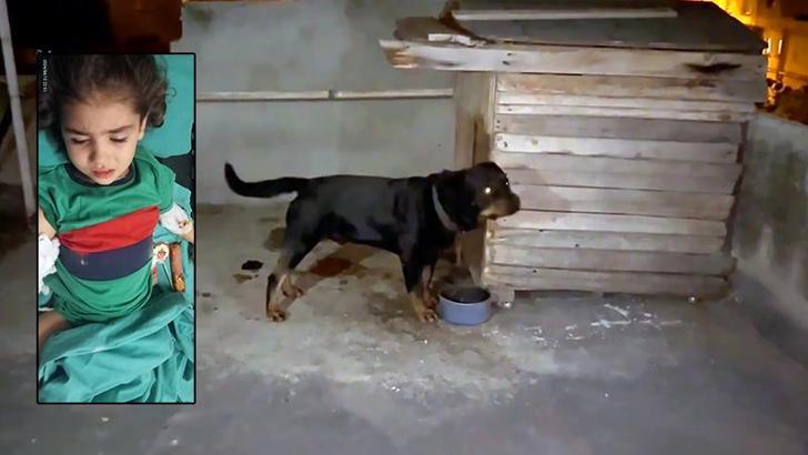 Bayram ziyaretinden dönen Asel, köpek saldırısında yaralandı