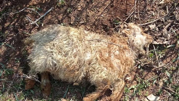 13 küçükbaş, kurtların saldırısında öldü