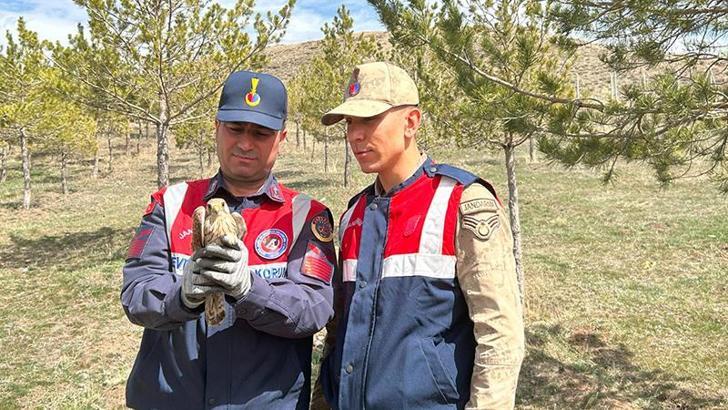 Kerkenez ve İbibik kuşlarına jandarma şefkati