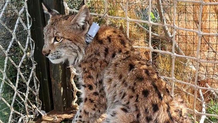 Türkiye'nin uydu vericili ikinci Balkan vaşağı 'Cemile'