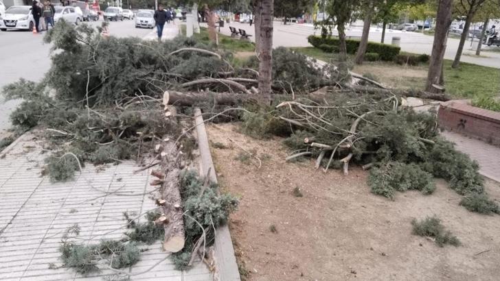 Çorum'da fırtına; ağaçlar devrildi, cami minaresindeki kalas uçtu: 1 yaralı