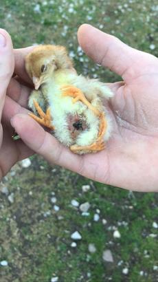 Yumurtadan 4 ayaklı civciv çıktı