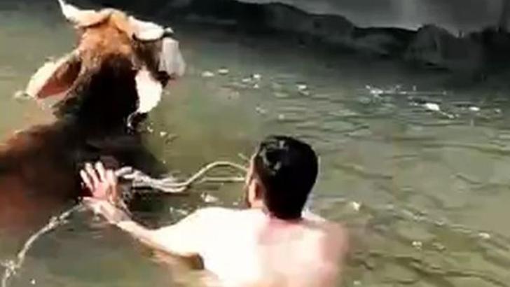 Kanala düşen ineği, suya atlayıp kurtardı