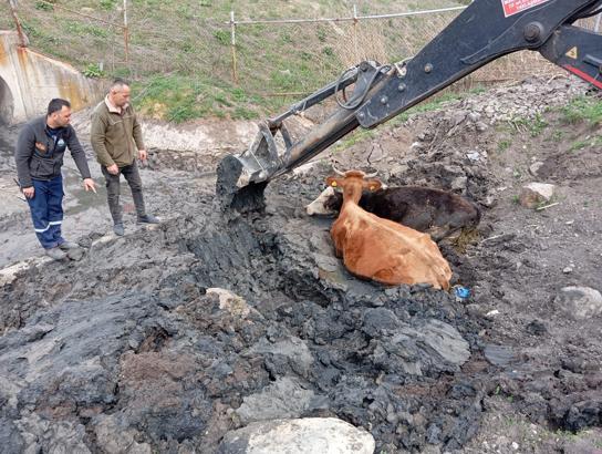 Çamura saplanan 2 büyükbaş, iş makinesi kullanılarak kurtarıldı