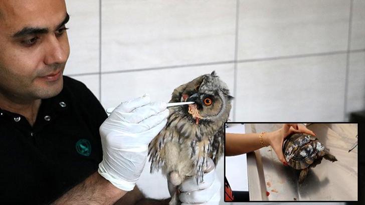 Kabuğu kırılan kaplumbağa ile enfeksiyon kapan 3 baykuş tedaviye alındı