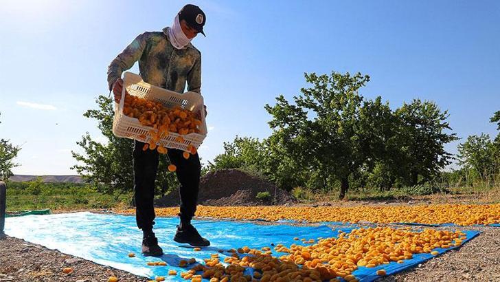 Mevsimlik tarım işçilerinin haklarını düzenleyen cumhurbaşkanlığı genelgesi Resmi Gazete'de