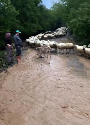 Amasya’da sağanak; yollar kapandı, hayvanlar mahsur kaldı